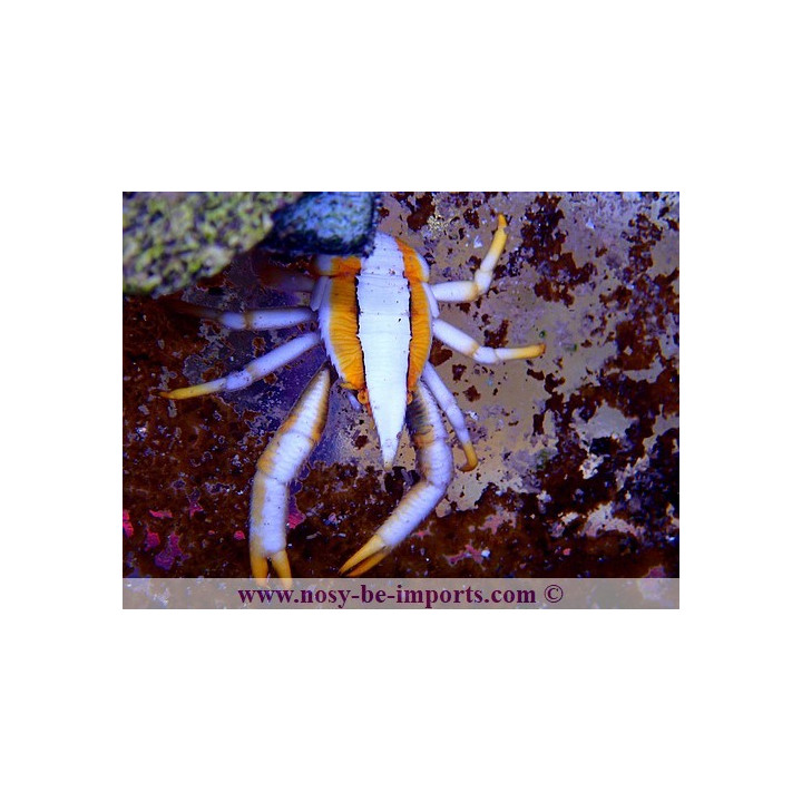 Allogalathea sp. royal