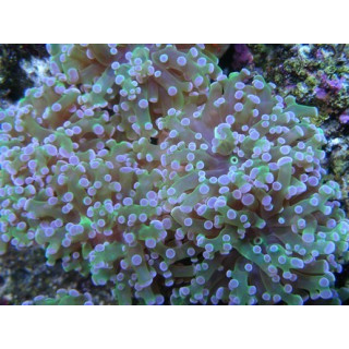 Euphyllia paradivisa - Nosy Be Imports - Coraux VPC - Aquarium sur mesure