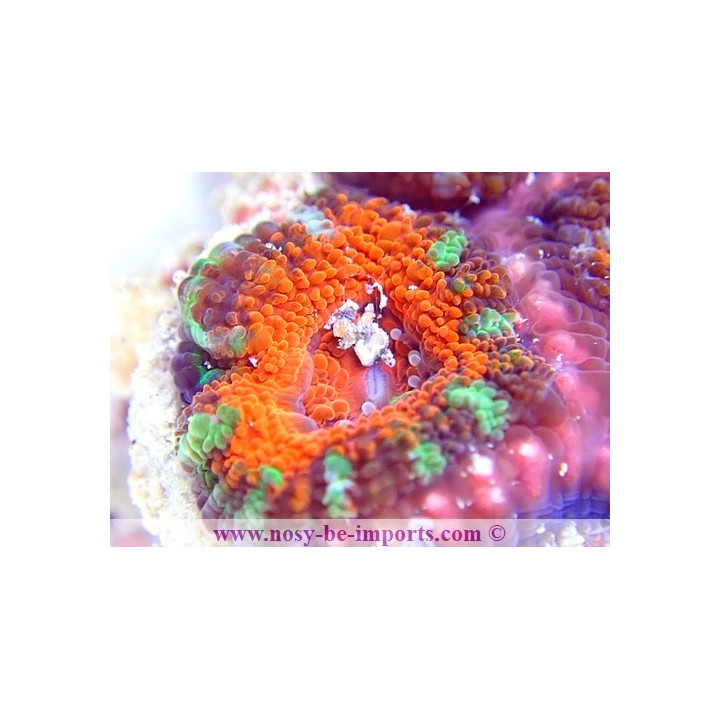 Acanthastrea lordhowensis WYSIWYG 18062020-1