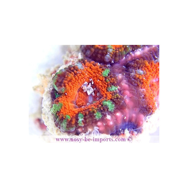 Acanthastrea lordhowensis WYSIWYG 18062020-1