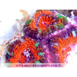 Acanthastrea lordhowensis WYSIWYG 18062020-1
