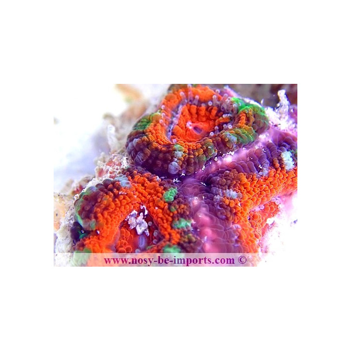 Acanthastrea lordhowensis WYSIWYG 18062020-1