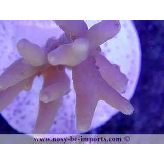 Acropora lokani WYSIWYG 18062020-2