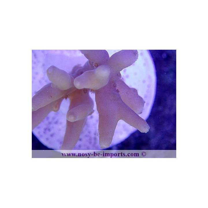 Acropora lokani WYSIWYG 18062020-2