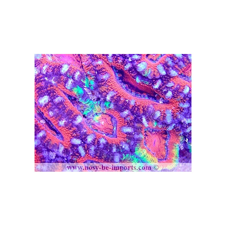 Acanthastrea lordhowensis WYSIWYG 18062020-4