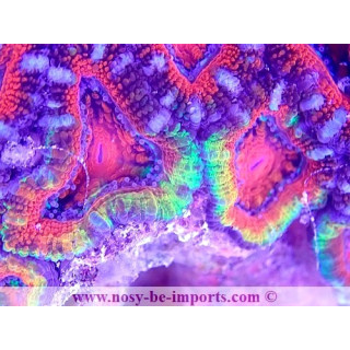 Acanthastrea lordhowensis WYSIWYG 18062020-4