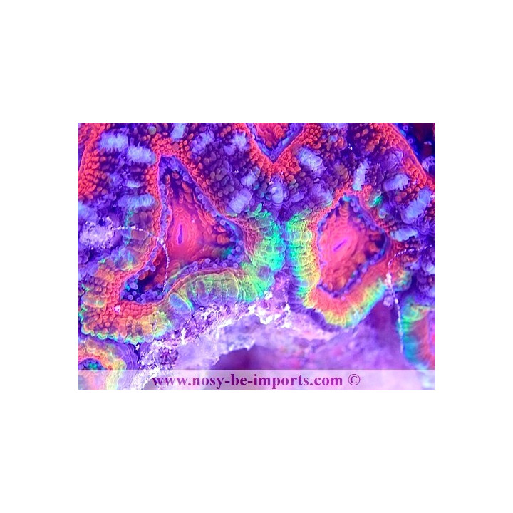 Acanthastrea lordhowensis WYSIWYG 18062020-4