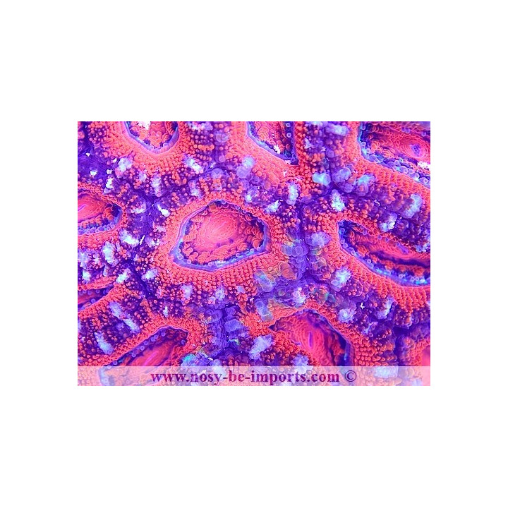 Acanthastrea lordhowensis WYSIWYG 18062020-4
