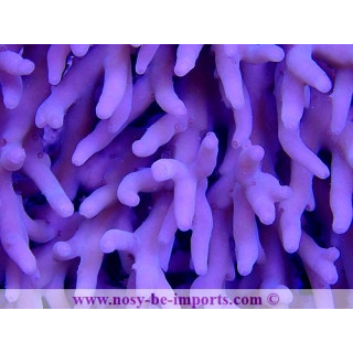 Acropora lokani WYSIWYG 18062020-5