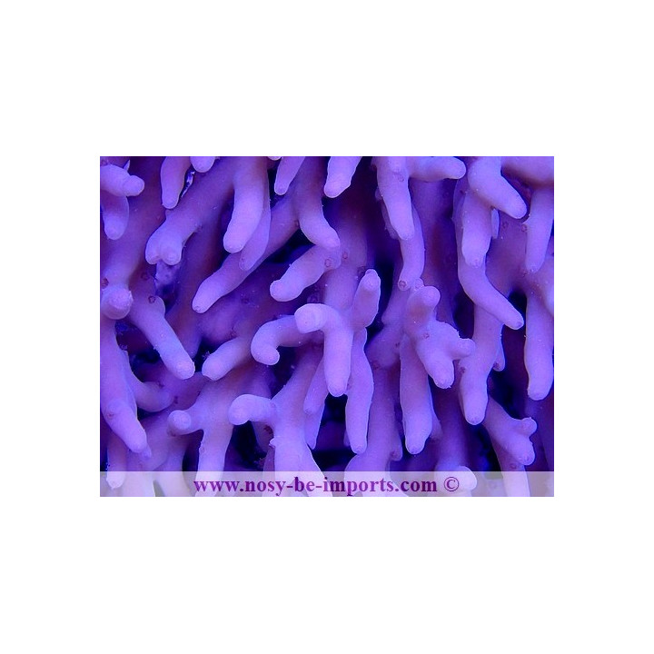 Acropora lokani WYSIWYG 18062020-5