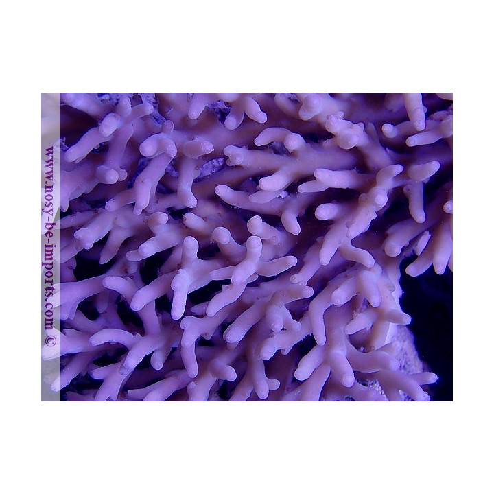 Acropora lokani WYSIWYG 18062020-5