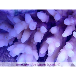 Acropora sp. WYSIWYG 19062020-1