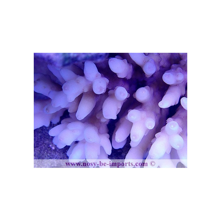 Acropora sp. WYSIWYG 19062020-1