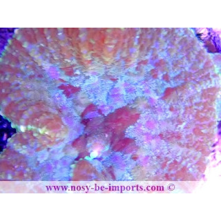 Discosoma sp. WYSIWYG 19062020-2