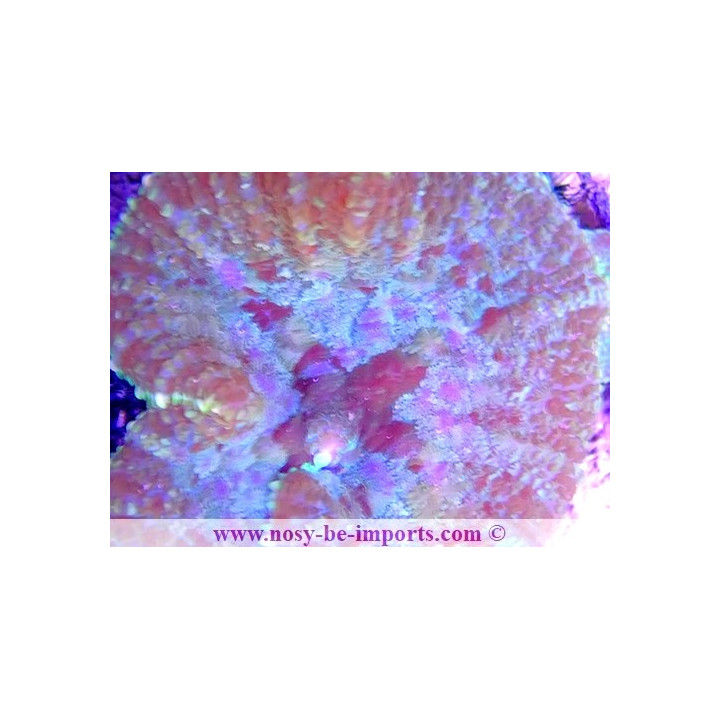 Discosoma sp. WYSIWYG 19062020-2