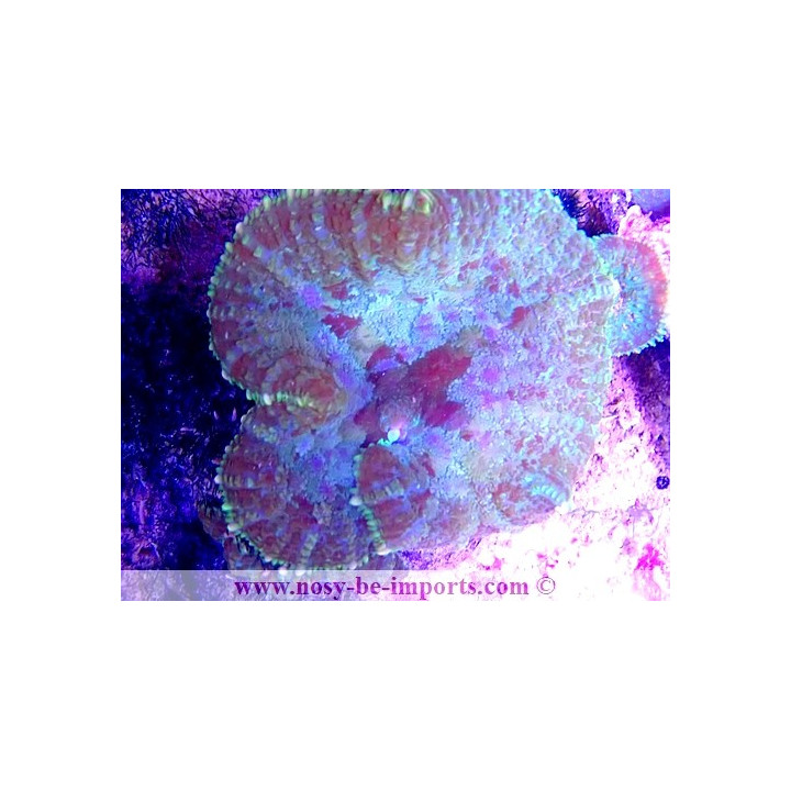 Discosoma sp. WYSIWYG 19062020-2