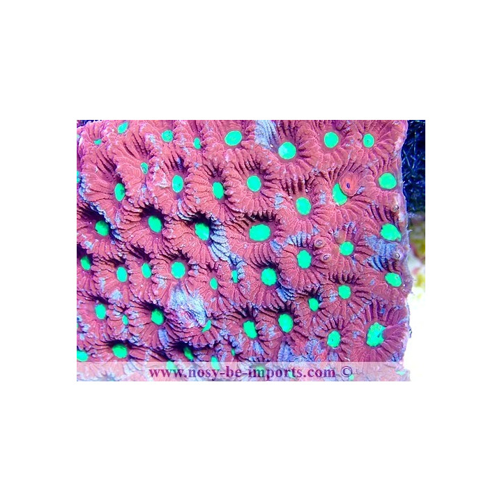 Favites sp. WYSIWYG 19062020-3