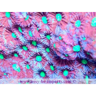 Favites sp. WYSIWYG 19062020-3
