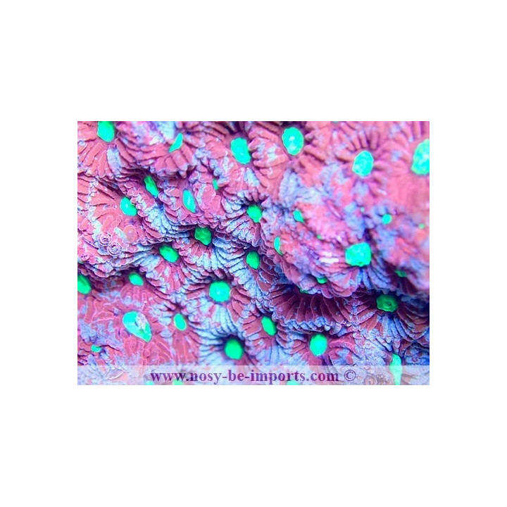 Favites sp. WYSIWYG 19062020-3