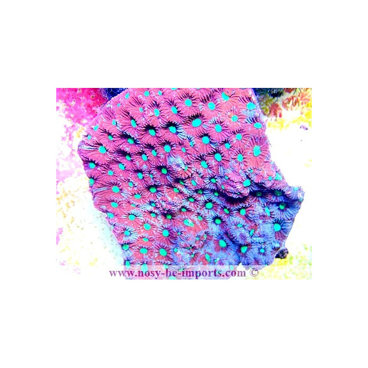Favites sp. WYSIWYG 19062020-3