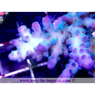 Acropora sp. WYSIWYG 19062020-6