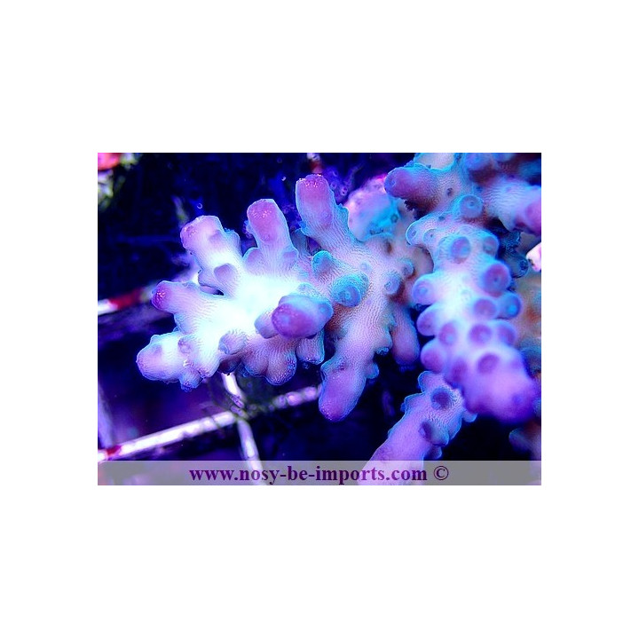 Acropora sp. WYSIWYG 19062020-6