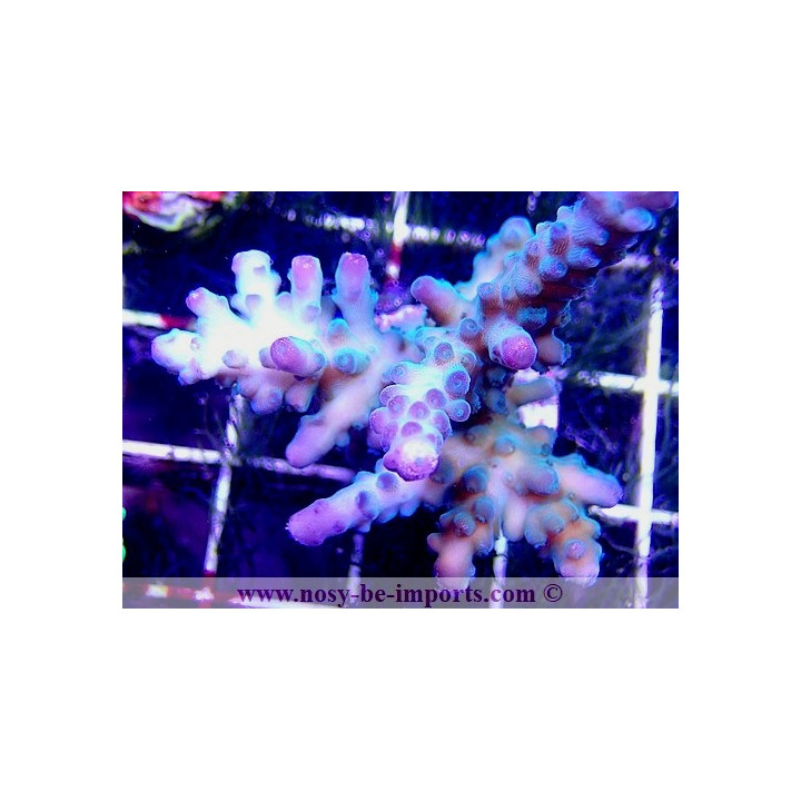 Acropora sp. WYSIWYG 19062020-6