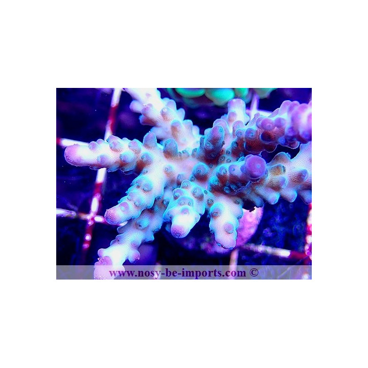Acropora sp. WYSIWYG 19062020-8