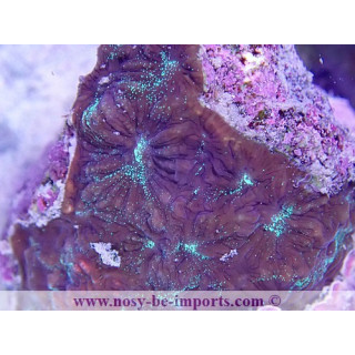Favites sp. WYSIWYG 19062020-10
