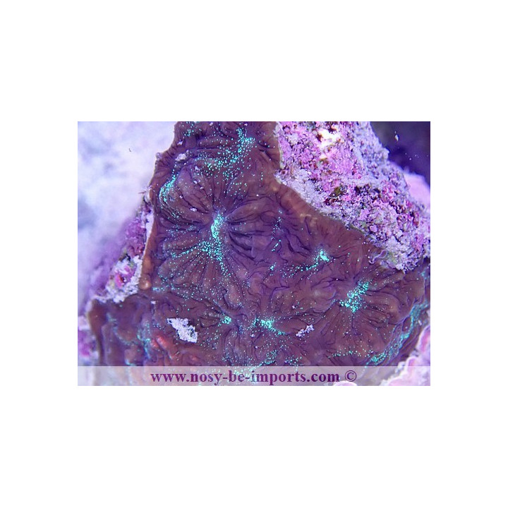 Favites sp. WYSIWYG 19062020-10