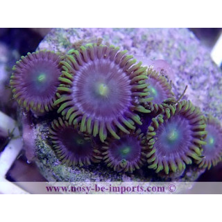 Zoanthus sp. WYSIWYG 19062020-11