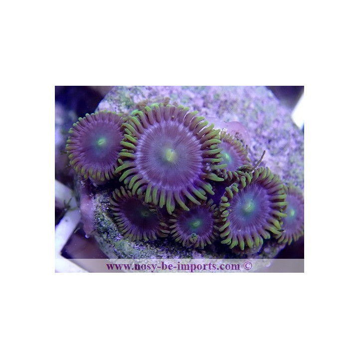 Zoanthus sp. WYSIWYG 19062020-11