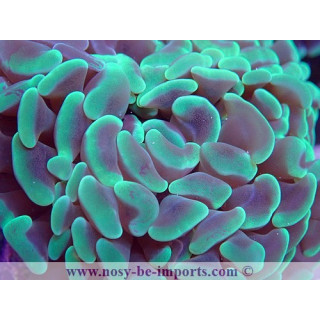 Euphyllia parancora WYSIWYG 19022020-13