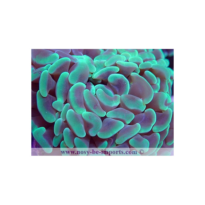 Euphyllia parancora WYSIWYG 19022020-13