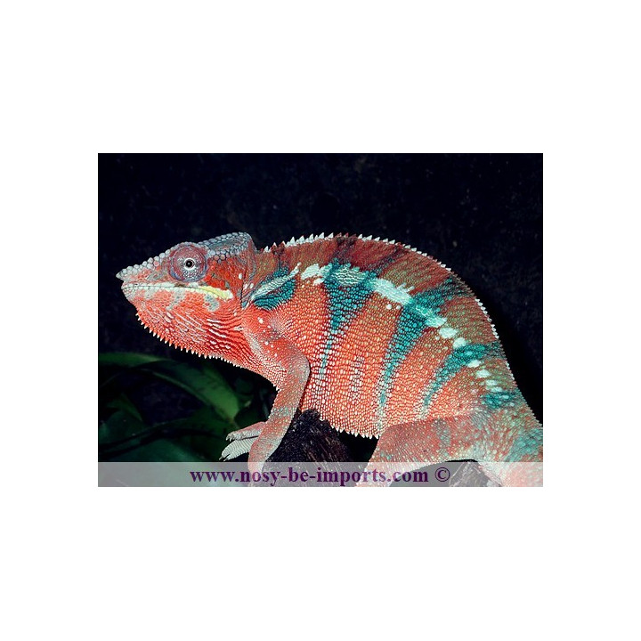 Furcifer pardalis Ambanja rouge mâle