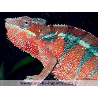 Furcifer pardalis Ambanja rouge mâle