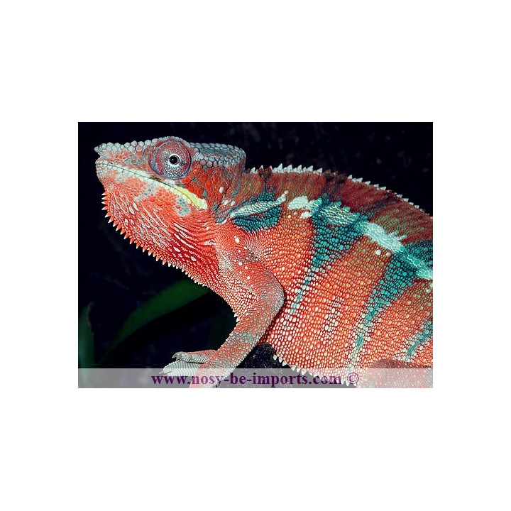 Furcifer pardalis Ambanja rouge mâle
