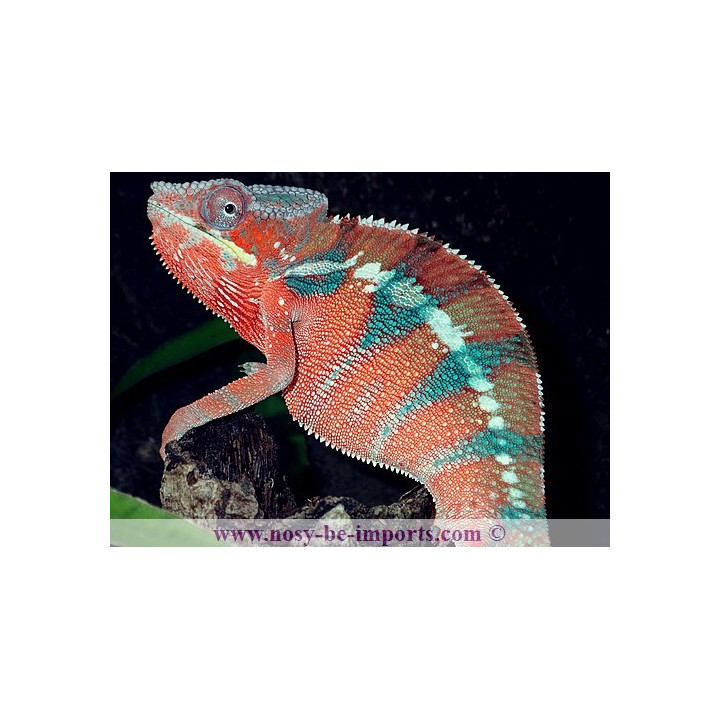 Furcifer pardalis Ambanja rouge mâle