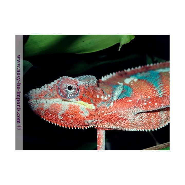 Furcifer pardalis Ambanja rouge mâle