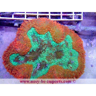 Symphyllia sp. L WYSIWYG 