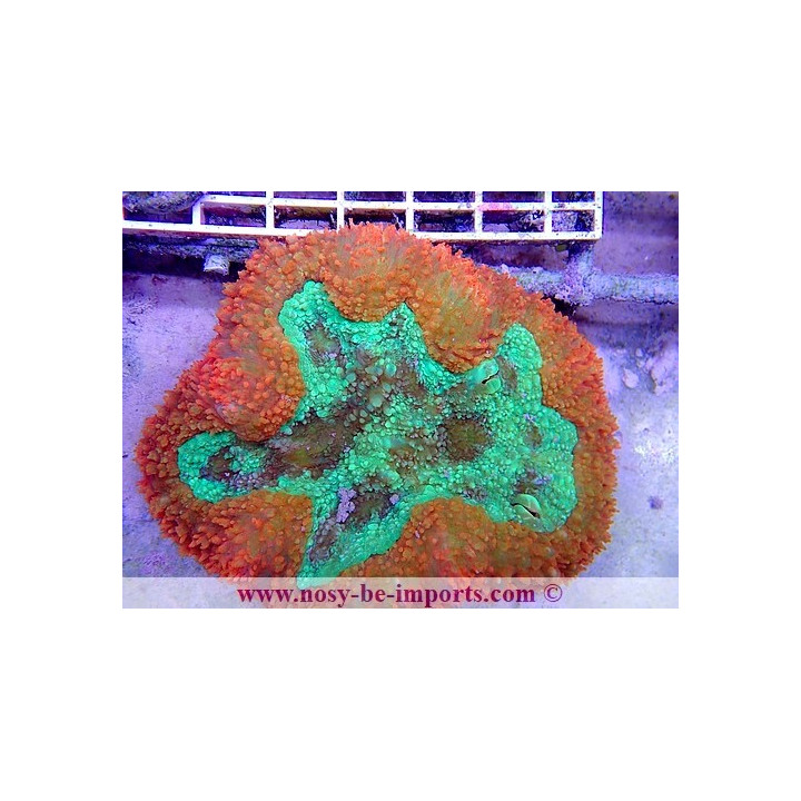 Symphyllia sp. L WYSIWYG 