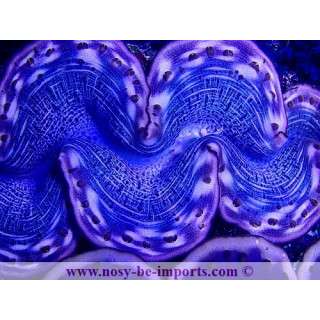 Tridacna maxima ELEVAGE WYSIWYG 05072020-1