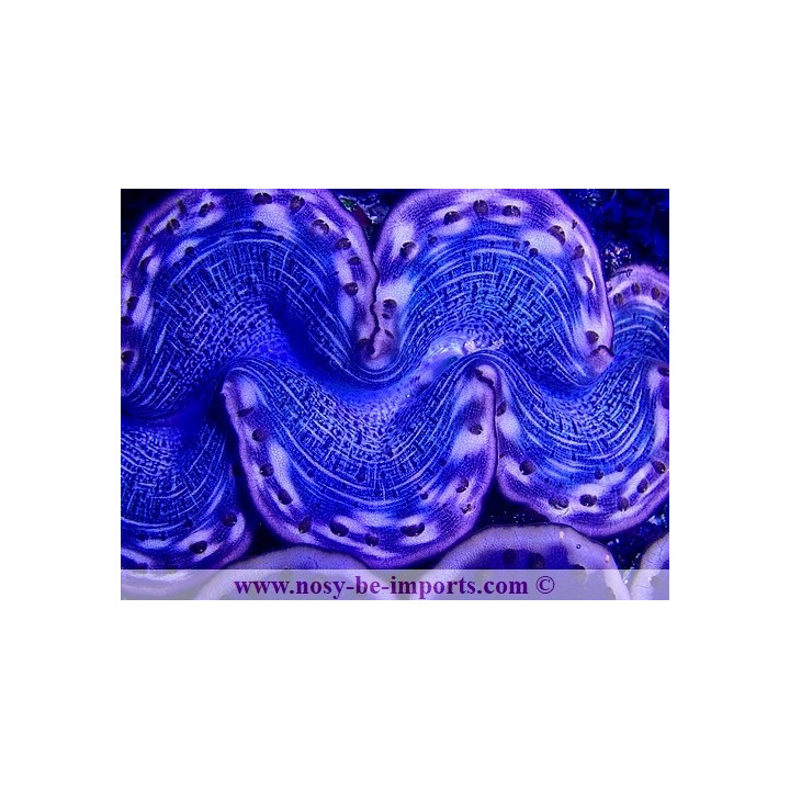 Tridacna maxima ELEVAGE WYSIWYG 05072020-1