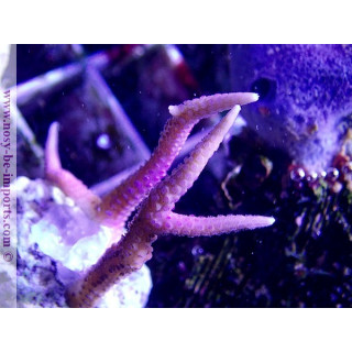 Seriatopora hystrix rose WYSIWYG 05072020-2
