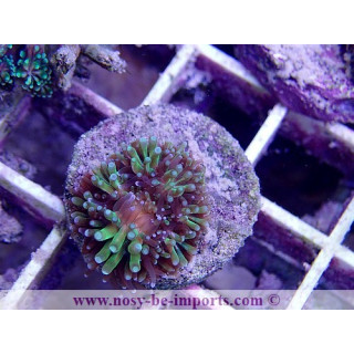 Galaxea sp. WYSIWYG 05072020-3