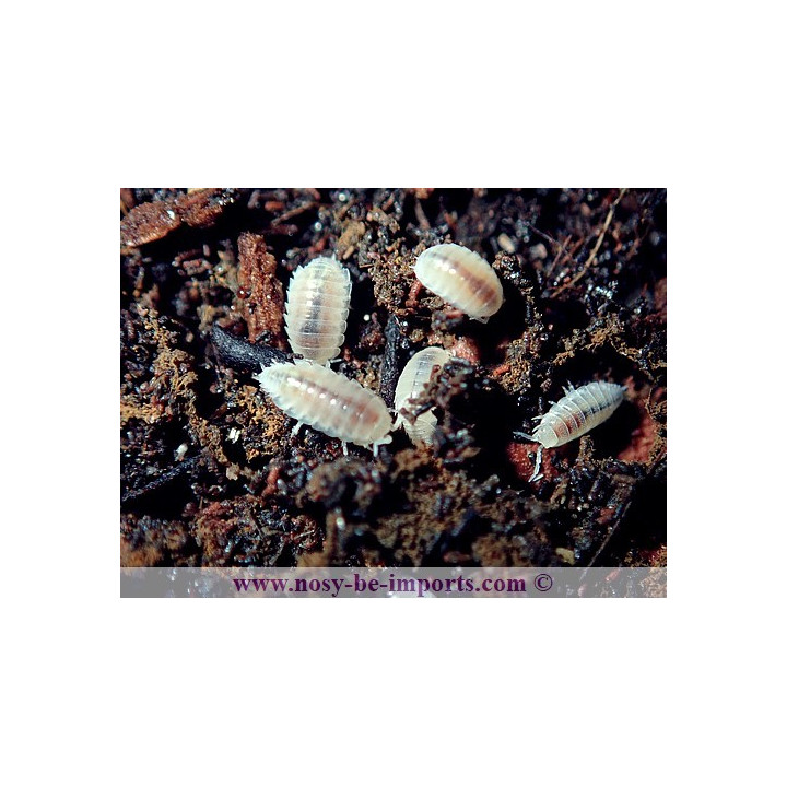 Trichorhina tomentosa - Cloportes tropicaux