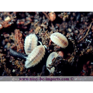 Trichorhina tomentosa - Cloportes tropicaux