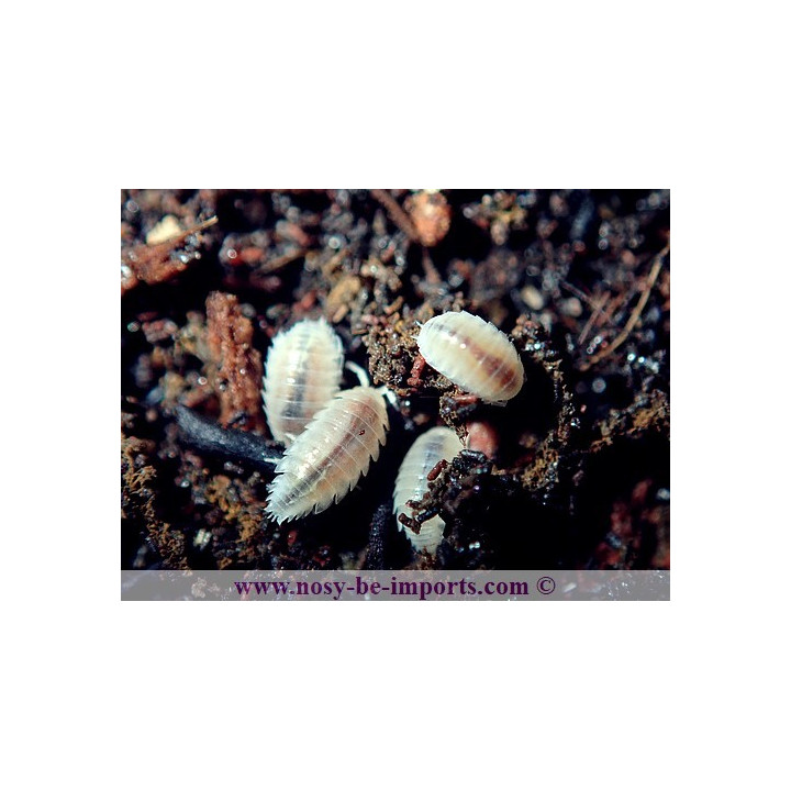 Trichorhina tomentosa - Cloportes tropicaux