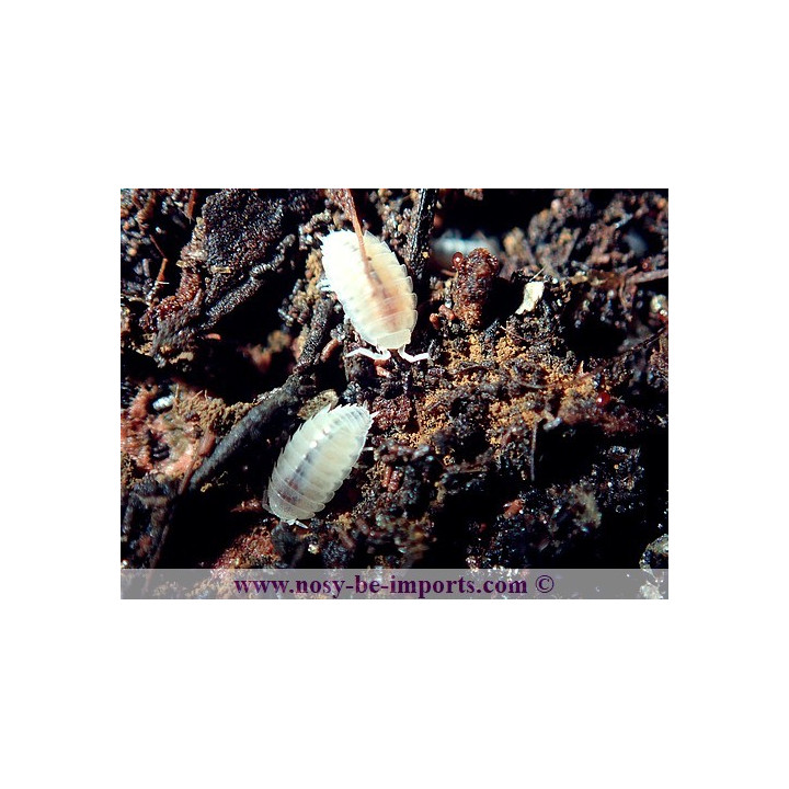 Trichorhina tomentosa - Cloportes tropicaux