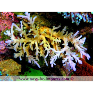 Acropora caroliniana